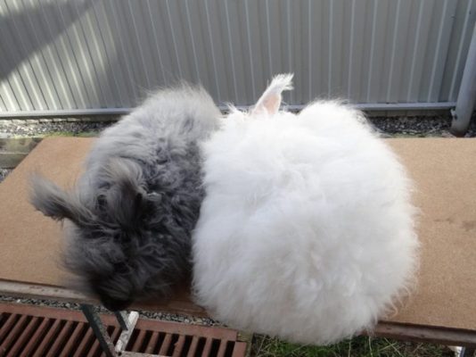Пуховые породы кролей