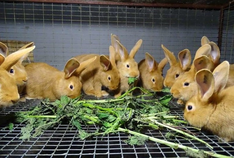 Рацион для кроликов