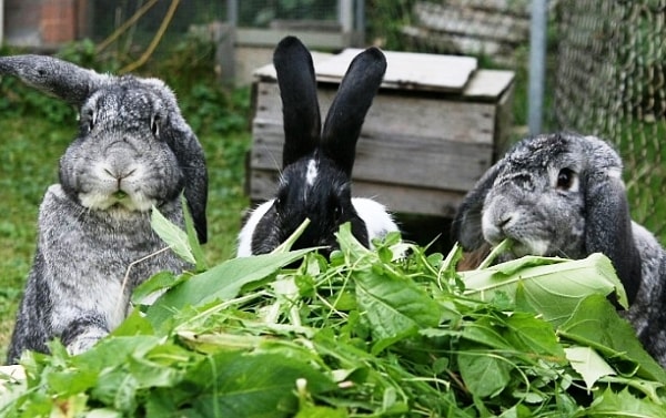 Рацион питания кроликов
