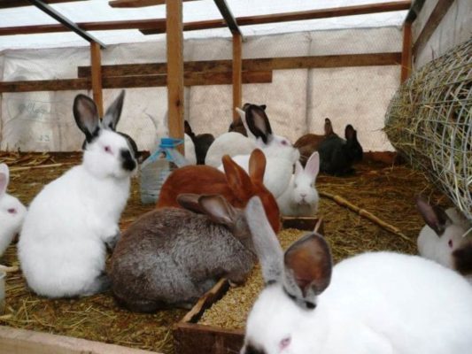 Как разводить крольчат в домашних условиях: полезные советы и рекомендации