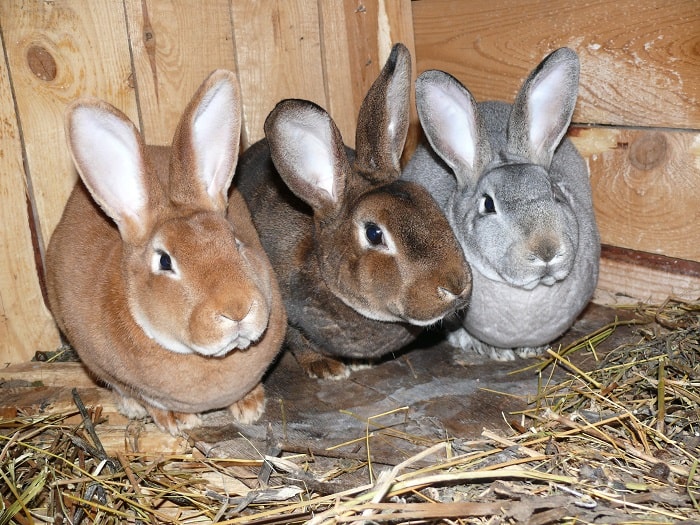 Голландский кролик — история выведения и характеристика породы