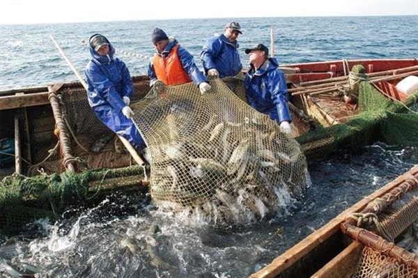 Российские рыбаки с начала года увеличили улов на 6,7%