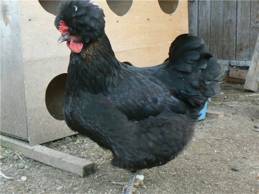 Русская хохлатая порода кур