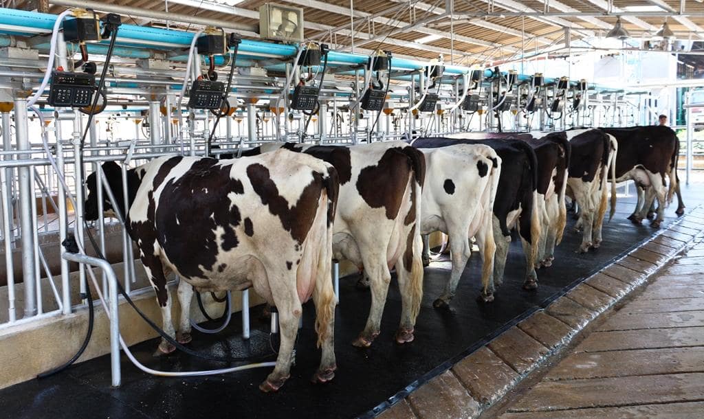 Сельхозпредприятия Рязанской области в I квартале увеличили производство молока на 20%, мяса - почти на 4%