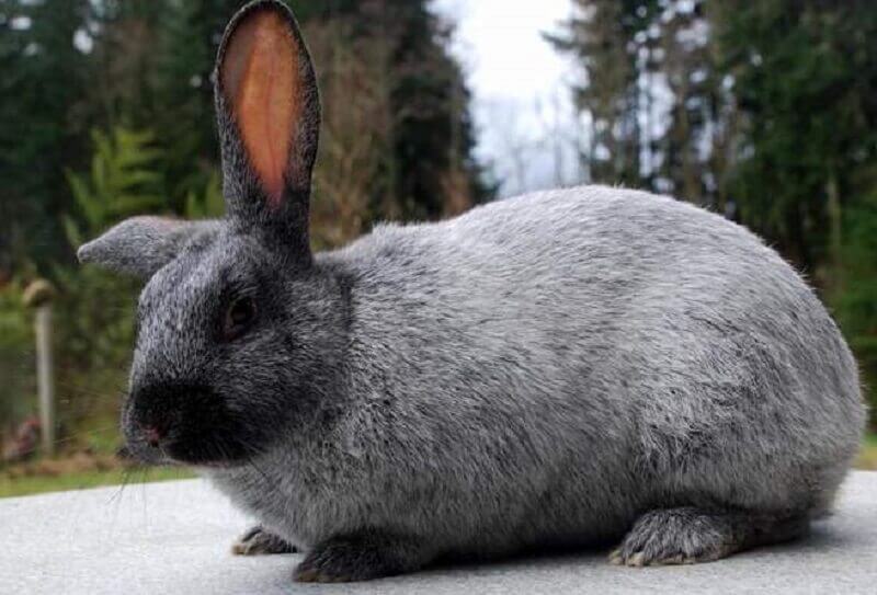 Серебристая порода кроликов