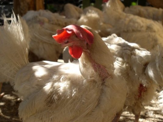 Шейвер белый – яйценосная порода кур