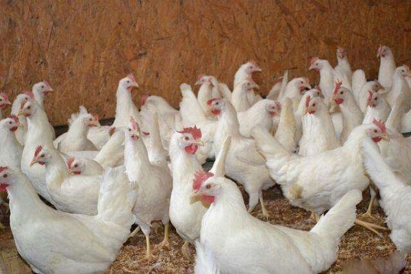 Шейвер белый – яйценосная порода кур