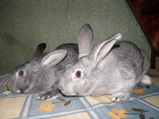 Шиншилловые кролики