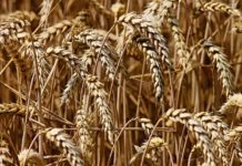 США могут обойти Россию по экспорту пшеницы