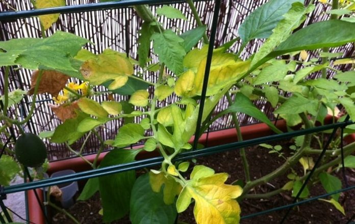 У рассады томатов желтеют листья, как помочь растениям