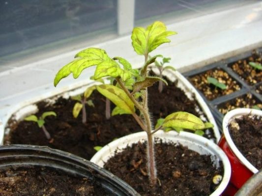 У рассады томатов желтеют листья, как помочь растениям