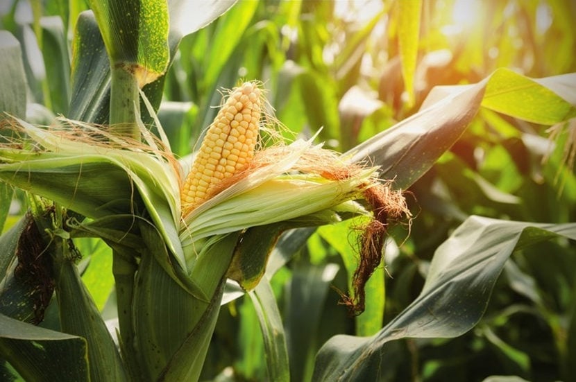 Успеть продать подороже: Украина сняла ограничения на экспорт кукурузы