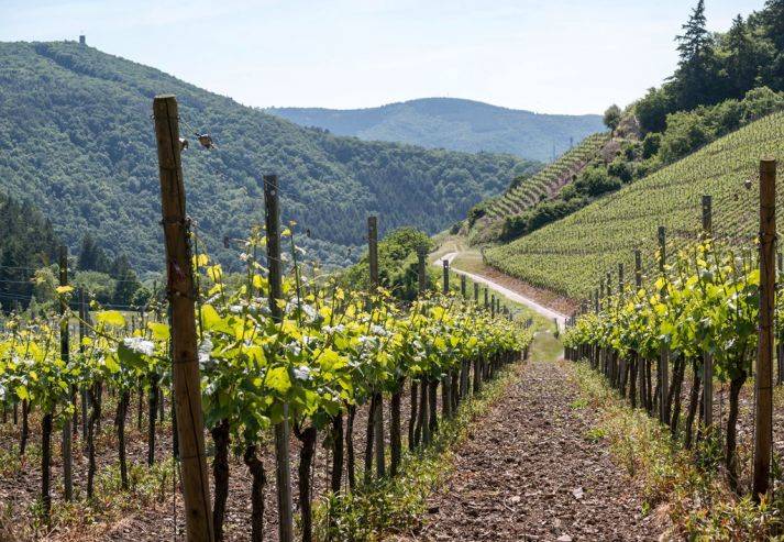 В Дагестане в 2020 году планируют заложить 1,4 тыс. гектаров виноградников