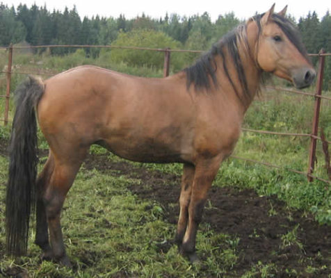 Вятская порода лошадей
