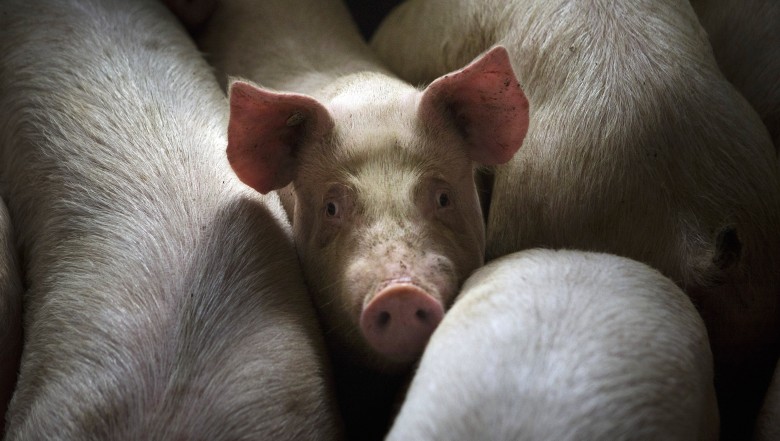 Власти Китая наращивают активные меры борьбы с африканской чумой свиней