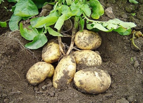 Все на картошку: участники рынка прогнозируют увеличение спроса на картофель