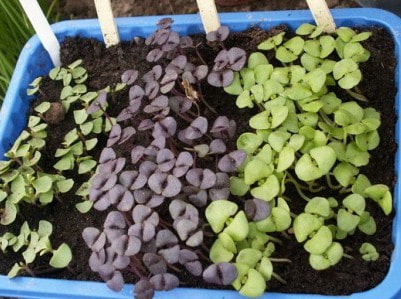 Как выращивать базилик на даче в открытом грунте