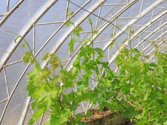 Как выращивать виноград в теплице