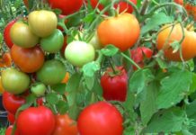 Минсельхоз попросили временно ограничить импорт томатов