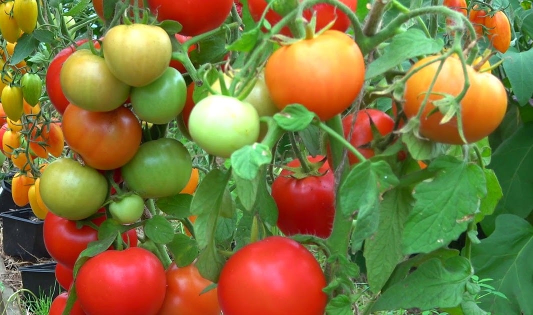 Минсельхоз попросили временно ограничить импорт томатов