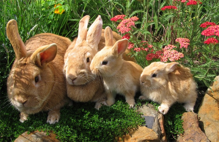 Определения пола кроликов