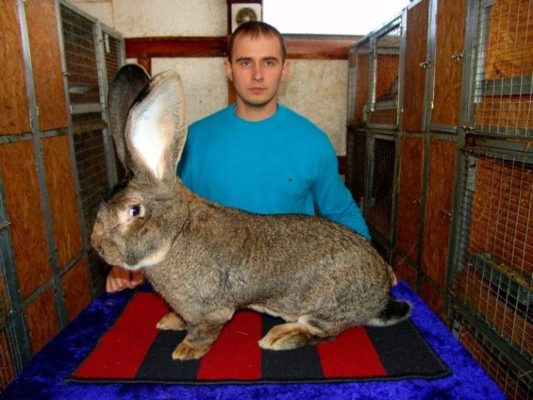 Породы гигантских кроликов