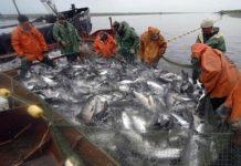 Росрыболовство продало на аукционах квоты на добычу рыбы и морепродуктов на 8,2 млрд руб.