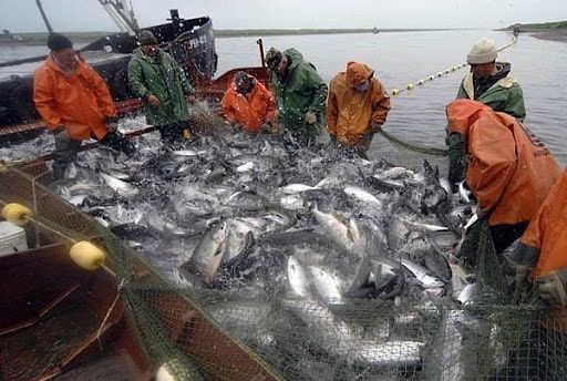 Росрыболовство продало на аукционах квоты на добычу рыбы и морепродуктов на 8,2 млрд руб.