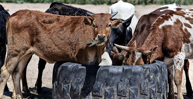 Как открыть бизнес по разведению крупного рогатого скота?