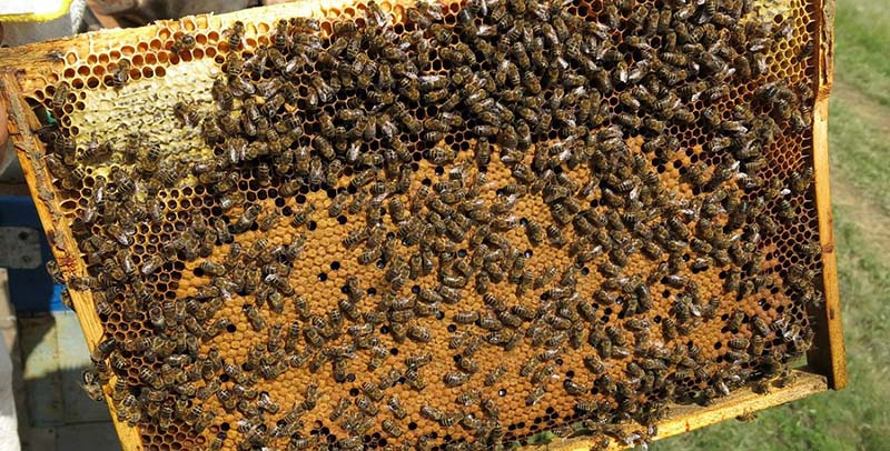 Как открыть пасеку и заняться пчеловодством