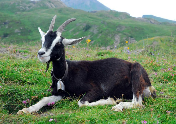 Альпийская порода коз – АГРАРИЙ