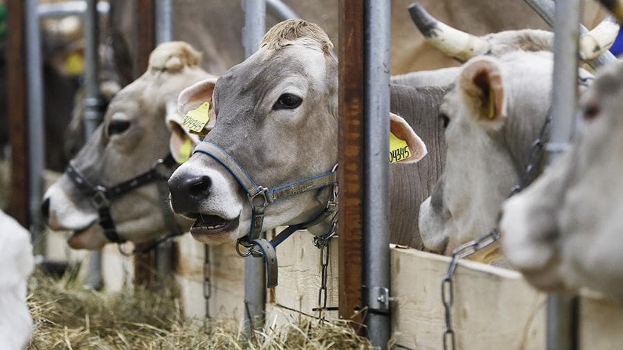 Bloomberg: из-за снижения спроса на молоко фермеры США отправляют дойных коров на мясо