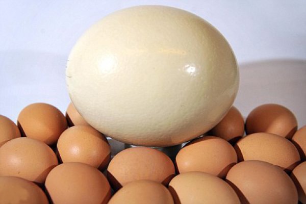 Cтраусиное яйцо