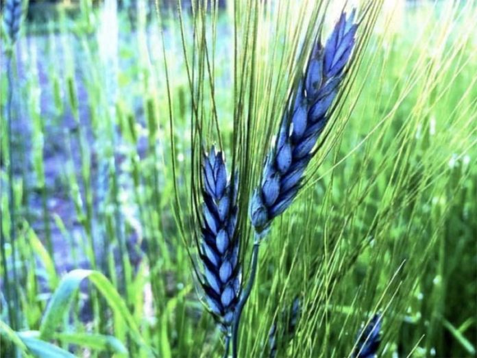 Цветная пшеница — ноу-хау российских селекционеров