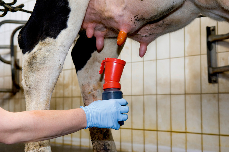 Доение и гигиена получения молока у коров