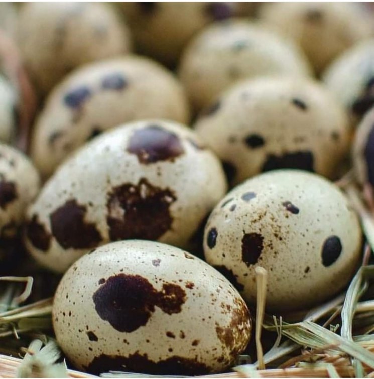 Инкубация перепелиных яиц – АГРАРИЙ
