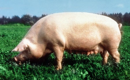 Йоркширские свиньи
