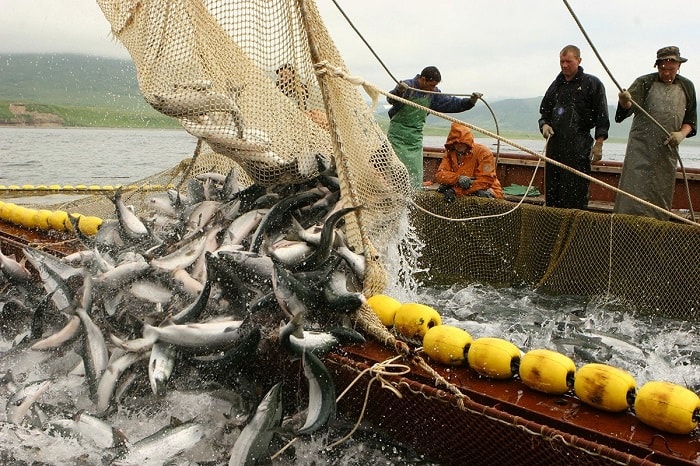 К 8 мая общий вылов российскими рыбаками превысил 1,9 млн тонн – на 6,4% больше уровня 2019 года