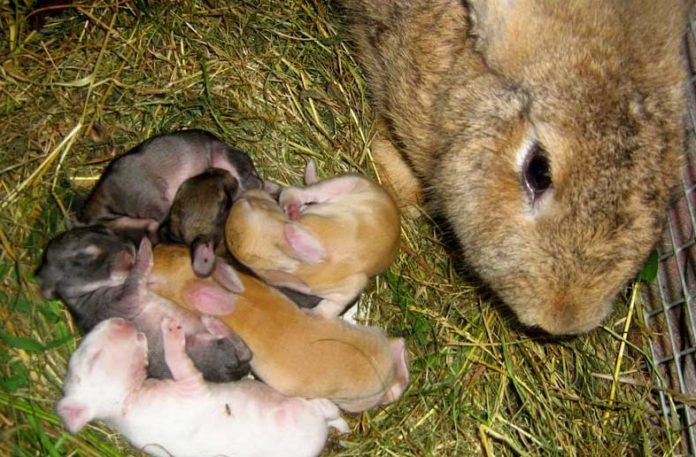 Как определяют период охоты у крольчих