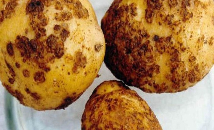 Карантин по картофельной нематоде ввели в Ленобласти и Петербурге