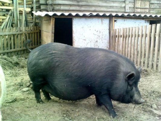 Кормежка вьетнамских свиней