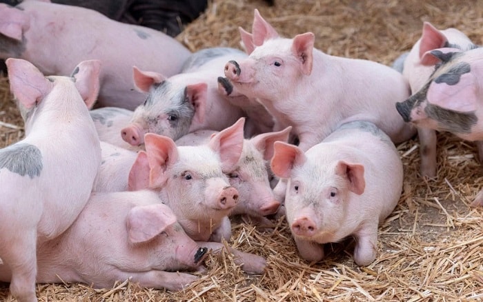 Кожные болезни свиней