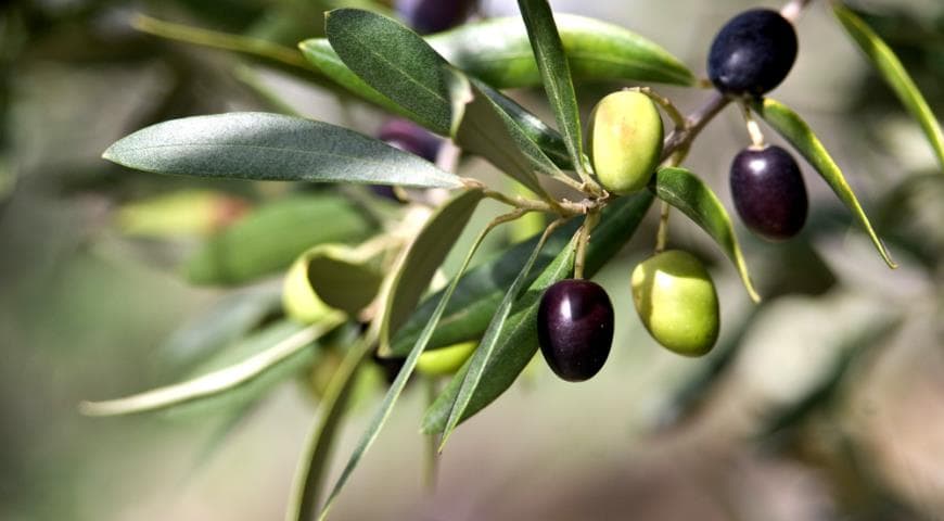 Крымские ученые планируют получить урожай оливок в промышленных масштабах