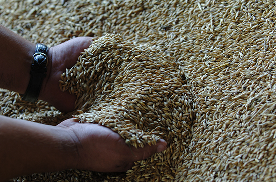 Минсельхоз предлагает при экспорте зерна по квоте не применять неполное декларирование