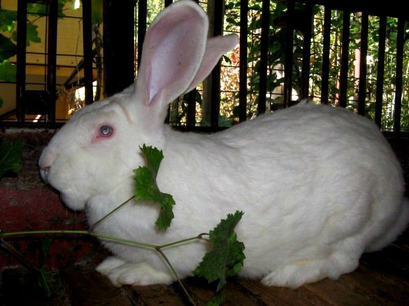 Мясо—шкурковые породы кроликов
