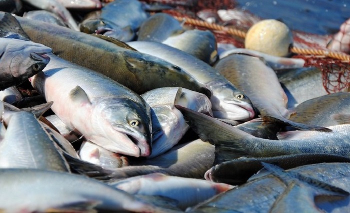 На Дальнем Востоке ограничат вылов лосося