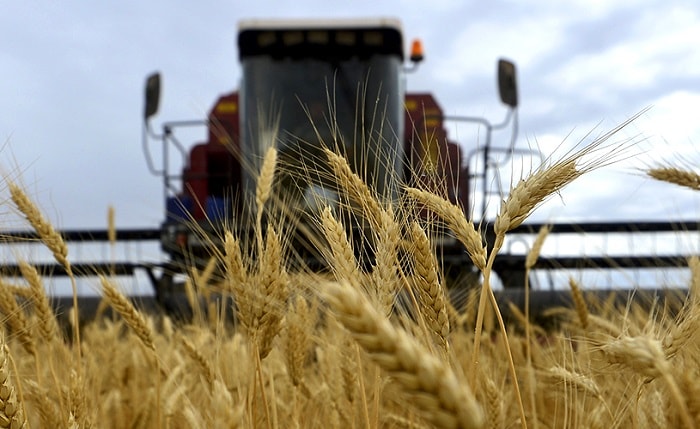 На Украине пшеницу объявили «второй нефтью» и предрекли миру голод