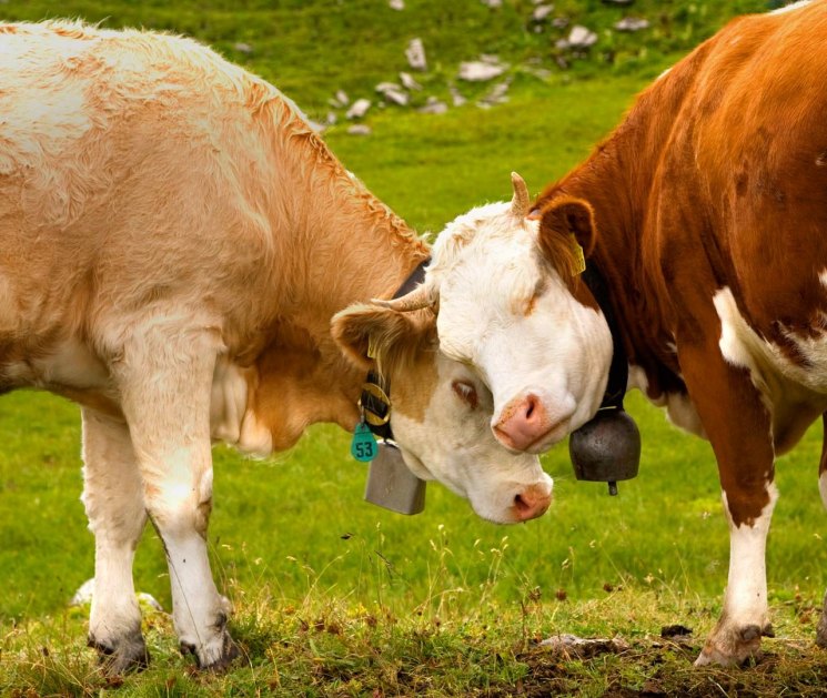 Осеменение коров и тёлок