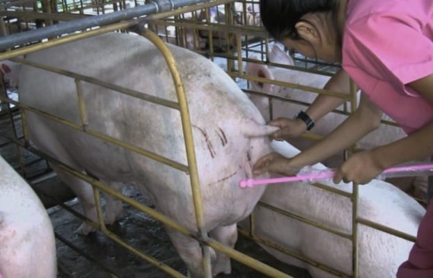 Осеменение свиней в домашних условиях
