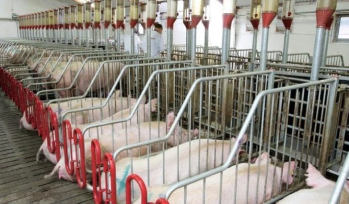 Осеменение свиней в домашних условиях